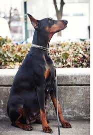 Puppy Timeline Prima Dobermans