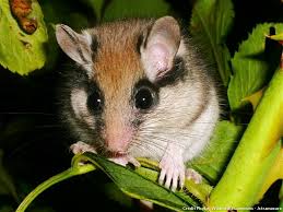 Rongeurs Les Petits Poilus Du Jardin Petit Poilu Rongeur Petit Faune