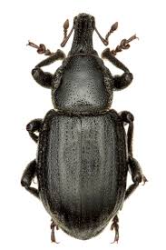 Image result for Plinthus