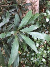 Image result for Cola mossambicensis