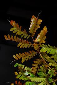 Image result for Macphersonia