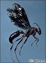 Everyone has locked themsleves out of their house once or twice. Wasp Sting Information Mount Sinai New York