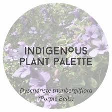 Image result for Dyschoriste thunbergiiflora