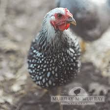 We did not find results for: Mcmurray Hatchery Silver Laced Wyandotte Silver Lace Beautiful Chickens Wyandotte Chicken