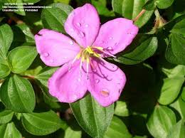 Image result for Dissotis