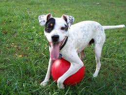 It also needs an experienced owner that can train this strong personality dog at its best. 15 Dalmatian Mixes Spotting The Right Canine Partner