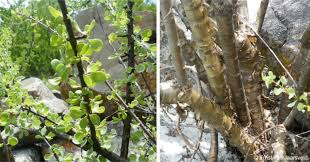Image result for Commiphora angolensis