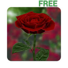 Here are only the best red rose wallpapers. Free Wallpaper Roses Posted By Sarah Walker