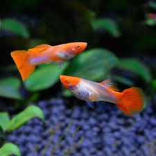 Https Img12 360buyimg Com N1 Jfs T1 87094 15 14509 99814 5e69c7f2e92bf9b4c 759cab3cb2798687 Jpg In 2020 Guppy Fish Aquarium Fish Guppy