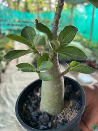 Image result for Adenium