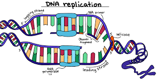 Summarise the information by selecting and reporting the main features, and make comparisons where relevant. Dna Replication Steps Diagram Expii