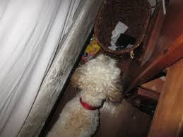 Tissue thief | dog shaming. The Tissue Thief Rachelmankowitz