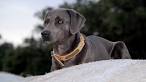 Blue Lacy Breed Information: History, Health, Pictures ...