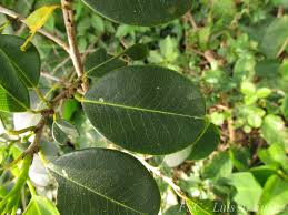 Image result for Erythroxylum