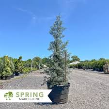 Image result for Cupressus arizonica
