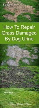 You can apply grass seed and fertilizer separately. 13 Best Grow Grass In Bare Spots Ideas Lawn Care Grass Lawn And Garden