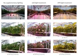 Strawberries do best with plenty of light. Mechatronix Fruits
