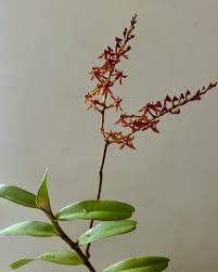 Image result for Gleichenia elongata