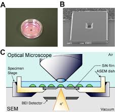 Vous êtes comme nous ? Correlative Light And Electron Microscopy Clem By Atmospheric Download Scientific Diagram