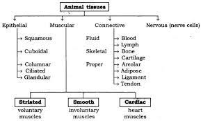 We will see that plant tissues are different from animal tissues in many ways. Ncert Solutions For Class 9 Science Chapter 6 Tissues Tissue Biology Science Science Books