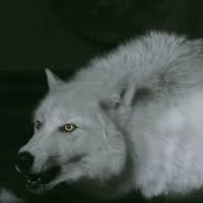 The Saga Red Moon Lee Jeno Wolf Dog Dire Wolf Beautiful Wolves
