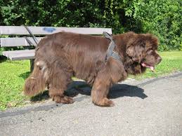 Maybe you would like to learn more about one of these? Der Neufundlander Die Baren Der Hundewelt Issn Rude Hunde News Dogstyle