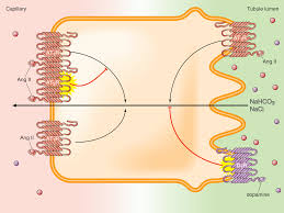 The Department Of Physiology And Biophysics School Of Medicine Case Western Reserve University And assays for the identification and functional study of kidney cell types and the glomerular basement membrane (gbm). case western reserve university