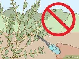 How do you preserve eucalyptus in a vase? How To Preserve Eucalyptus 10 Steps With Pictures Wikihow