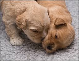 Join millions of people using oodle to find puppies for adoption, dog and puppy listings, and other pets adoption. Australian Labradoodle Puppies In Asheville Nc