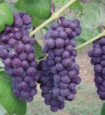 Grape vine flowers for sale. Vanessa Bunch Grape Vine Ison S Nursery Vineyard