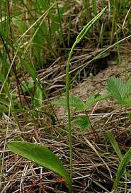 Image result for Ophioglossum costatum