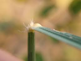 Image result for Sehima