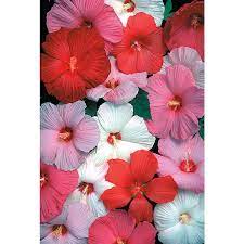 2 25 Gallon In Pot Hardy Hibiscus L2556 Lowes Com In 2021 Hardy Hibiscus Hibiscus Flowers Perennials