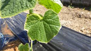 きゅうりを定植した後 葉のふちが黄色くなったり枯れたりする 野菜作り失敗の傾向と対策