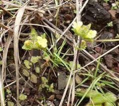 Image result for Alectra sessiliflora