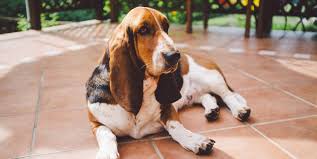 We have been raising bassets since 1991. The 9 Dumbest Dogs Basset Hound Beagle And More