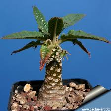 Image result for Dorstenia