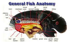 Aquarium Medications And Treatments Part 1 How They Work Use