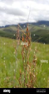 Image result for Loudetia simplex