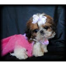 Shih tzu puppies, shih tzu puppies for sale, shih tzu puppies for sale near me, shih tzu puppies near me, shih tzu puppy cut, maltese shih tzu puppies, shih tzu puppies for sale under 400, shih tzu puppies for sale in nc, black shih tzu puppy, teacup shih Teacup Shih Tzu Puppies For Sale Near Me Petfinder