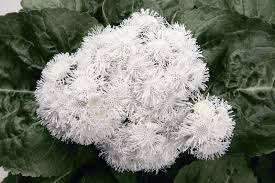 Ageratum High Tide F1 White Flower Seeds Poppy Flower Seeds Deer Resistant Flowers
