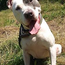 Look at pictures of puppies in seattle who need a home. American Pit Bull Terrier Puppies For Sale In Seattle Washington Adoptapet Com