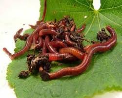 Consider a bin with 500 worms at the outset, with an average of three cocoons a week and about 3 hatchlings per cocoon. Red Wigglers Bulk Live Farm Fresh Red Wigglers Red Worms Eisenia Fetida At Songbird Garden