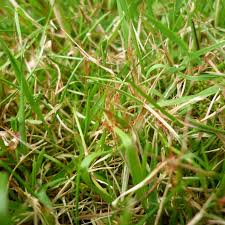 Before you can correct the brown patches and restore your grass water the brown spots often with your garden hose if they are a result of too much fertilizer or dog urine. How To Identify And Treat Red Thread On Your Lawn