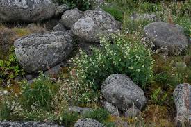 Image result for Stathmostelma pedunculatum