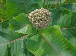 Image result for Asclepias schumanniana