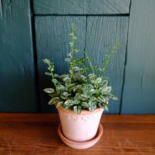Image result for Hypoestes