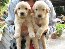 Nov 25, 2012 · labrador retriever muthu kumar offers an excellent litter of kci registered labrador retriever puppies, with top pedigree. Labrador Retriever Puppies For Sale Near Me Dogs For Sale In Abul Fazal Enclave Part Ii Delhi Click In