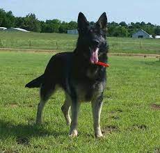 Bi Color Female German Shepherd Large And Big Female German Shepherd German Shepherd Dogs
