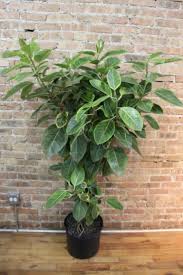 Image result for Ficus demeusei